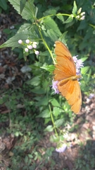 Dryas iulia moderata