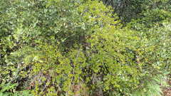 Diospyros simii
