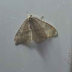 Operophtera bruceata