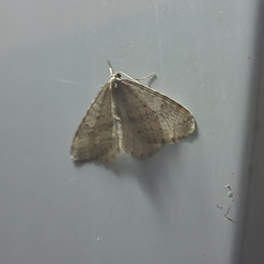 Operophtera bruceata