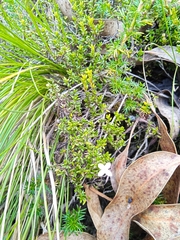 Arcytophyllum thymifolium