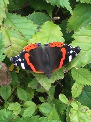 Vanessa atalanta
