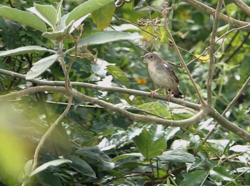Cisticola natalensis