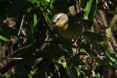 Basileuterus culicivorus