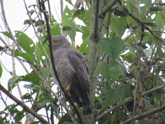 Rupornis magnirostris