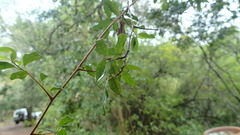 Diospyros simii