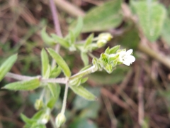 Arenaria