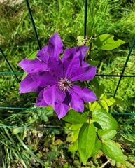 Clematis patens
