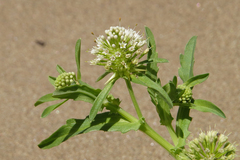 Acicarpha tribuloides