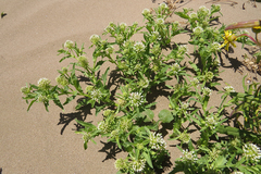 Acicarpha tribuloides