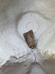 Hoplodrina octogenaria