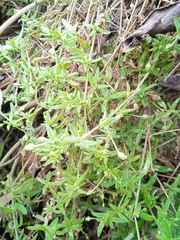 Arenaria