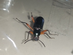 Strongylium erythrocephalum