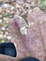 Phyllonorycter basistrigella