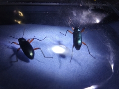 Strongylium erythrocephalum