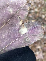 Phyllonorycter basistrigella