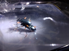Strongylium erythrocephalum