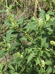 Phytolacca americana rigida