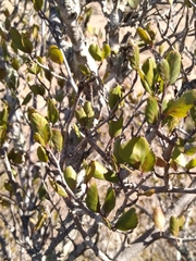 Cercocarpus minutiflorus