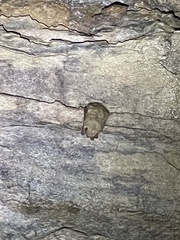 Perimyotis subflavus