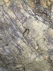 Perimyotis subflavus