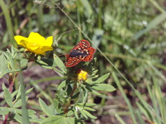 Euphydryas