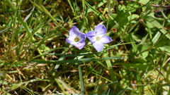 Veronica gracilis