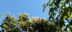 Plagianthus regius