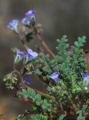 Phacelia douglasii
