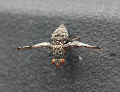 Callopistromyia strigula