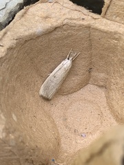 Calamotropha paludella