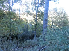 Adenocarpus hispanicus