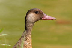 Amazonetta brasiliensis