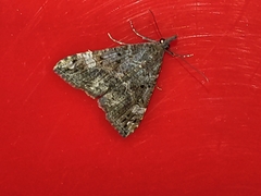 Hypena obsitalis