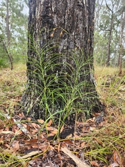 Macrozamia pauli-guilielmi