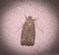 Oecophorinae