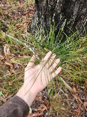 Macrozamia pauli-guilielmi