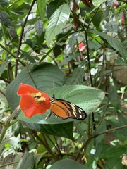Heliconius ismenius