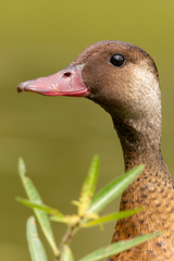 Amazonetta brasiliensis
