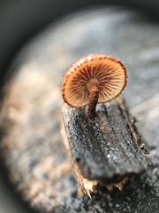 Phaeomarasmius