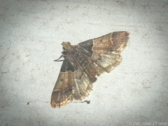 Pyralis pictalis