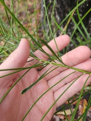 Macrozamia pauli-guilielmi