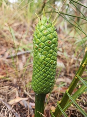 Macrozamia pauli-guilielmi