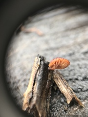 Phaeomarasmius