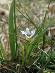 Sisyrinchium