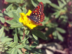 Euphydryas