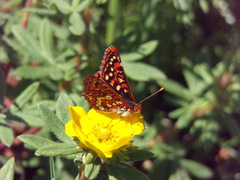 Euphydryas