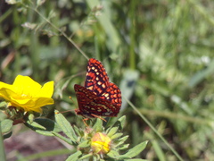 Euphydryas