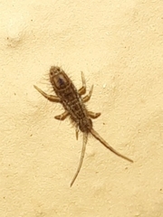 Orchesella