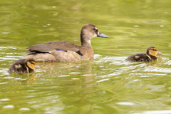 Amazonetta brasiliensis